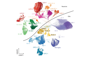 Nature：大腦衰老伴隨著持家基因的表達下調