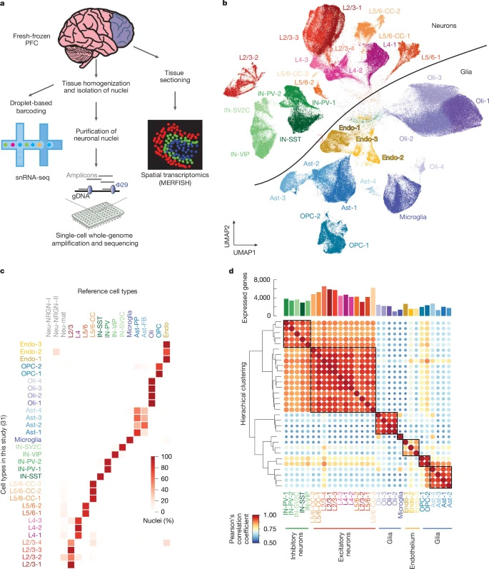 人類前額葉皮層中基于液滴法的單核RNA測序研究設計與特征分析 人類前額葉皮層中基于液滴法的單核RNA測序研究設計與特征分析