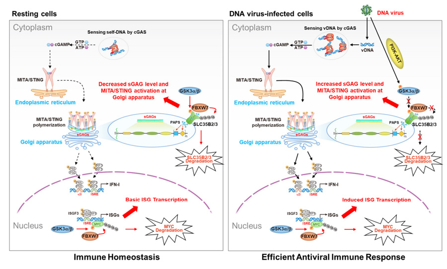 GSK3α/β-FBXW7分子軸調控MITA/STING蛋白活性及下游I型干擾素應答通路的作用機制模型 GSK3α/β-FBXW7分子軸調控MITA/STING蛋白活性及下游I型干擾素應答通路的作用機制模型