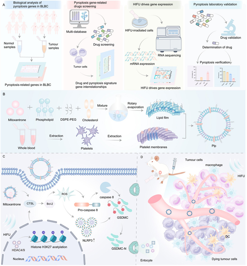 闡述了細胞焦亡誘導劑的篩選及其與HIFU聯合治療BLBC的作用機制研究 闡述了細胞焦亡誘導劑的篩選及其與HIFU聯合治療BLBC的作用機制研究