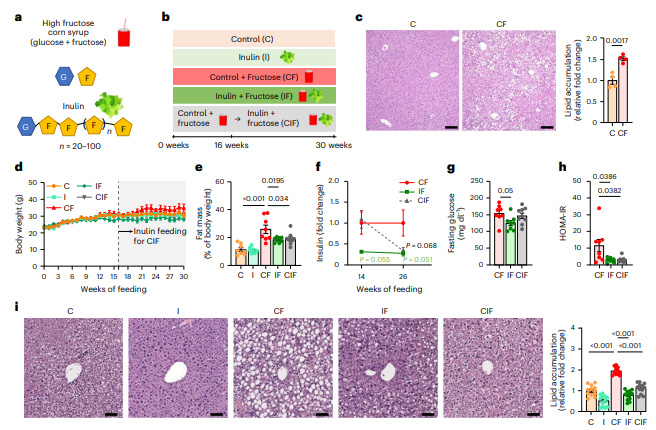菊粉補充逆轉高果糖玉米糖漿誘導的代謝功能障礙 菊粉補充逆轉高果糖玉米糖漿誘導的代謝功能障礙