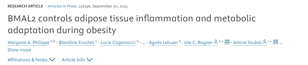 BMAL2調控肥胖期間脂肪組織炎癥與代謝適應 BMAL2調控肥胖期間脂肪組織炎癥與代謝適應