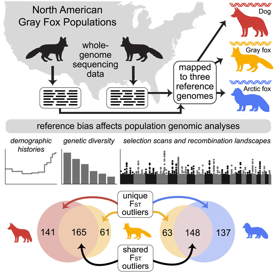 通過將灰狐的全基因組測序數據分別比對到同物種參考基因組 通過將灰狐的全基因組測序數據分別比對到同物種參考基因組