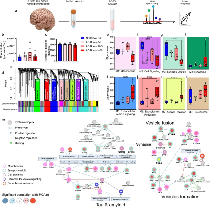 AD與NC腦源性細(xì)胞外囊泡的蛋白質(zhì)組學(xué)分析 AD與NC腦源性細(xì)胞外囊泡的蛋白質(zhì)組學(xué)分析