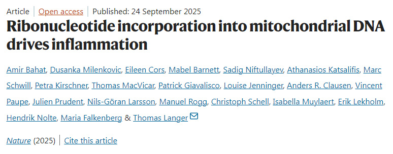 核糖核苷酸摻入線粒體DNA驅動炎癥反應 核糖核苷酸摻入線粒體DNA驅動炎癥反應