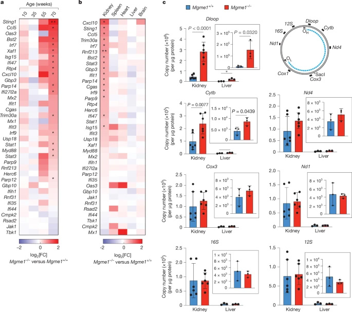 Mgme1?/?小鼠的遲發性腎炎 Mgme1?/?小鼠的遲發性腎炎