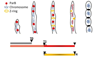 SMC通過調控ParB-CTP酶活性與染色質擴散增強細菌染色體分離復合體穩定性