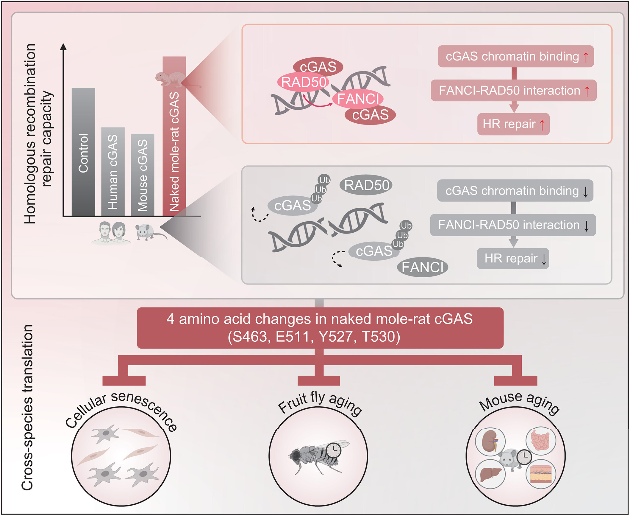 裸鼴鼠體內獨特的cGAS功能 裸鼴鼠體內獨特的cGAS功能