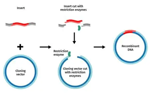 重組工具酶：驅(qū)動(dòng)生物分析與制藥研發(fā)的關(guān)鍵力量