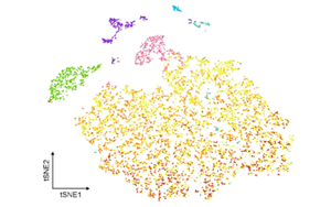 炎癥相關(guān)小膠質(zhì)細(xì)胞通過TNF信號軸破壞海馬膠質(zhì)網(wǎng)絡(luò)通訊驅(qū)動術(shù)后神經(jīng)認(rèn)知障礙
