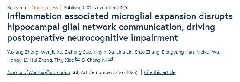 炎癥相關(guān)的小膠質(zhì)細(xì)胞擴增會破壞海馬區(qū)膠質(zhì)細(xì)胞網(wǎng)絡(luò)的通信，進(jìn)而引發(fā)術(shù)后神經(jīng)認(rèn)知功能障礙