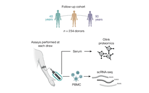 Nature：隨著年齡增長，免疫細(xì)胞如何發(fā)生變化？