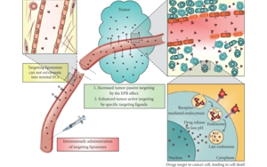 驅動多肽療法進化：新修飾、偶聯技術與多平臺的融合創新