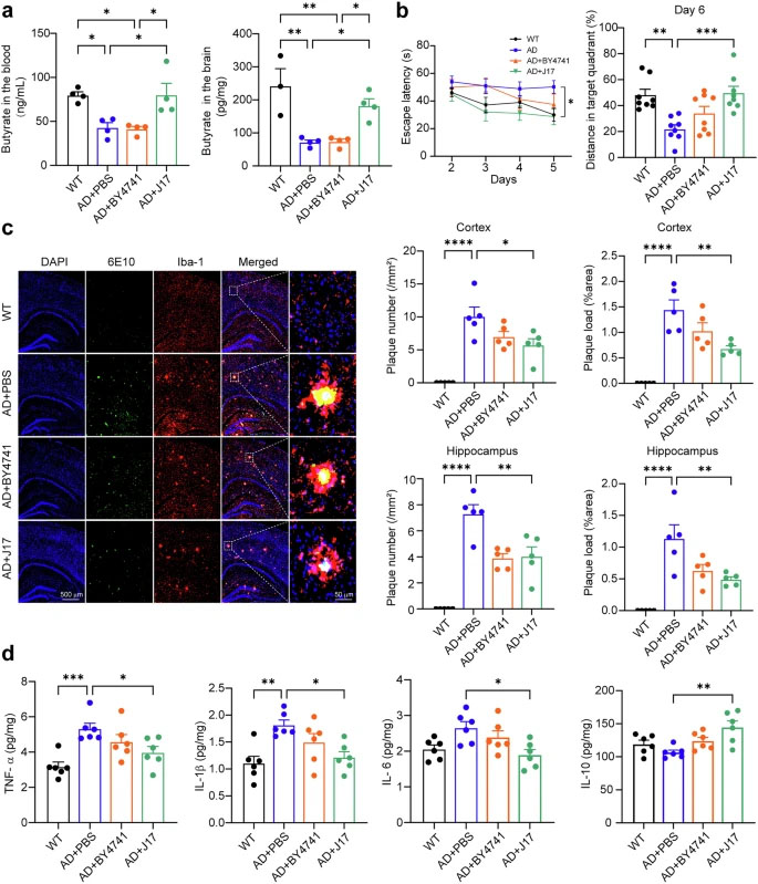工程化產丁酸酵母(J17)可糾正丁酸缺乏,并改善APP23/PS45小鼠的阿爾茨海默癥相關表型 工程化產丁酸酵母(J17)可糾正丁酸缺乏,并改善APP23/PS45小鼠的阿爾茨海默癥相關表型