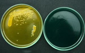 【細菌培養用】膽酸鈉