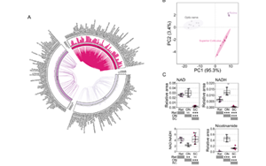 不只是護膚界“當紅炸子雞”！新研究揭示：煙酰胺還可調節視網膜功能，有效改善青光眼