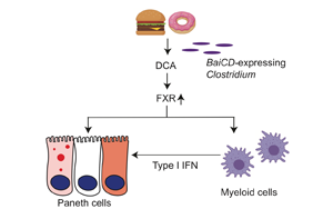 Cell子刊：腸道炎癥、感染的原因找到了，都是披薩漢堡惹的禍！