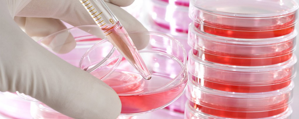 牛血清白蛋白 牛血清白蛋白