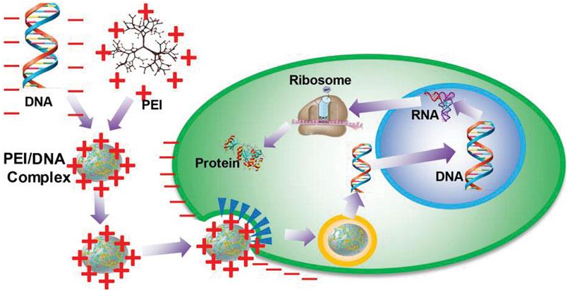 PEI轉染原理 PEI轉染原理