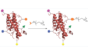 修飾性PEG在重組蛋白藥物中的應用
