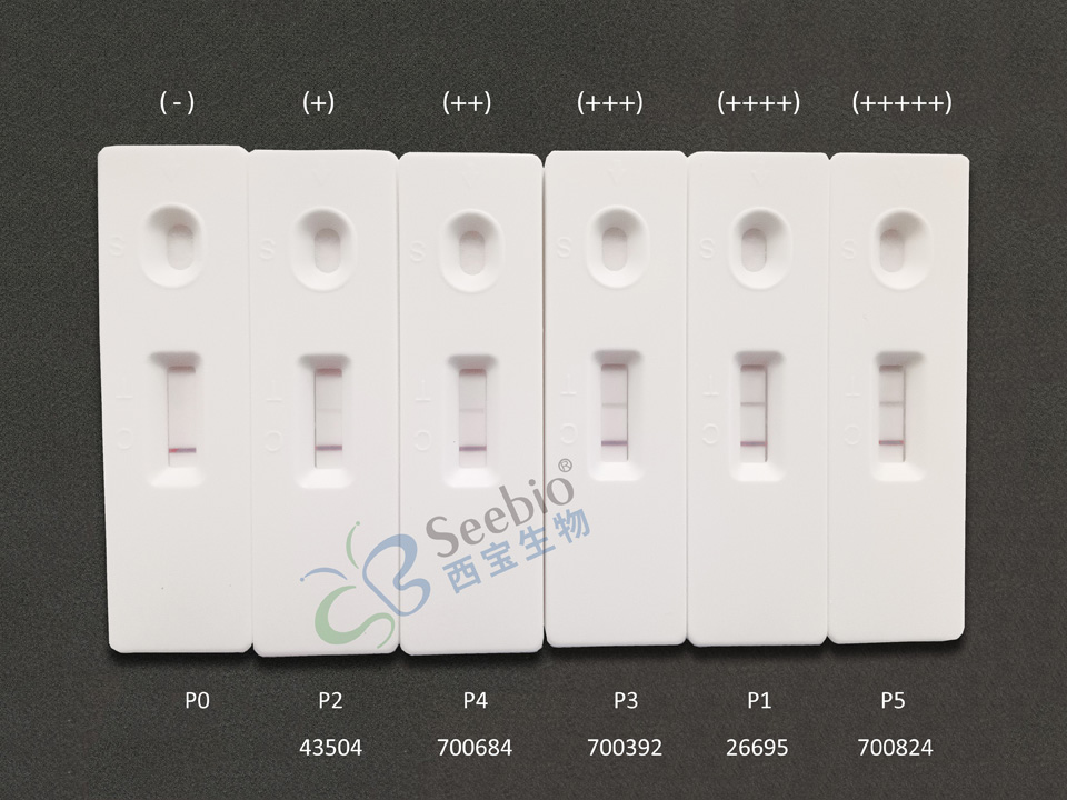 膠體金層析平臺測試示意圖