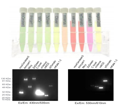 SDS-PAGE 不同激發(fā)光下的熒光成像
