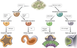 類器官培養助力神器|讓類器官茁壯成長
