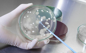 深耕微生物培養領域 歷經多年驗證，西寶生物隆重推出胰蛋白胨+酵母粉王炸組合