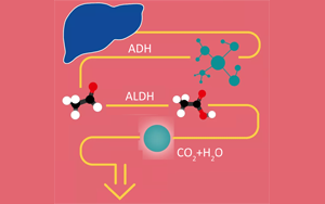 酒精在人體里是怎么“酶”的？